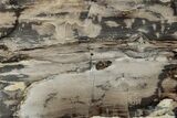 Polished Petrified Wood (Schinoxylon) Section - Blue Forest #326696-1